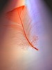 Thumbnail Orange Feathers, Tales of Picis by Alexander Krebs Audiobook